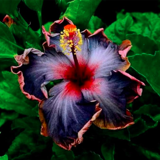 Dinnerplate Hibiscus Seed Flower Color:24 - $9.99