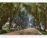 Pepper Tree Driveway Marengo Ave Pasadena California Postcard Pan Pacifi... - $11.88