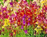 2000 Seeds Dwarf Snapdragon Mix Flower Seeds Toadflax Wildflower Garden ... - $8.99