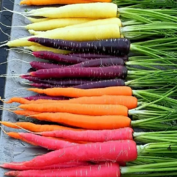 300 Rainbow Carrot Seeds Heirloom Seed 2024 Non-Gmo Fresh Garden - £5.06 GBP