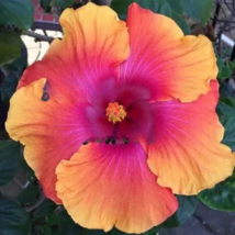 TISSS 25 Seeds Stunning Orange Pink Hibiscus Flowers USA Seller - $10.53