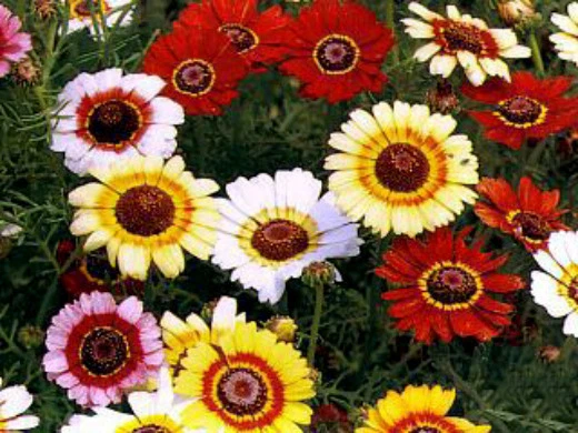 1/4 oz Painted Daisy Seed, Mixed Painted Daisies, Non-GMO, Bulk Seeds Ab... - $17.64