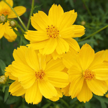 Fresh Cosmos Seeds Lemon Dwarf Sulphur 100 Ct Yellow Flower Garden Annual Usa Fr - £11.68 GBP