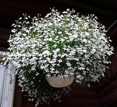 100 Variety  Lobelia  White Trailing  flower Seeds - $2.25