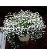 100 Variety  Lobelia  White Trailing  flower Seeds - £1.76 GBP