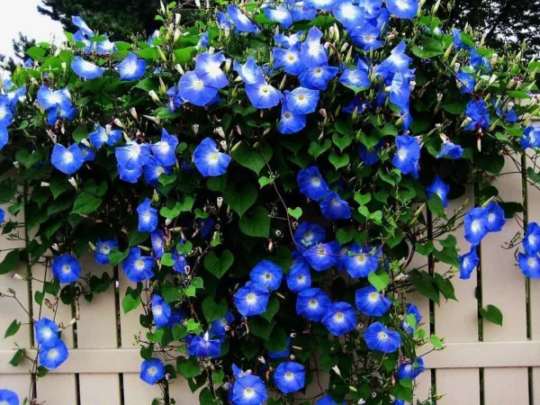 300+ Blue Morning Glory Vine Seeds Beautiful Climbing Vine, Blue Flowers Usa Sel - £18.08 GBP