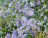 100 Seeds Sky Blue Aster Seeds Perennial Native Wildflower Summer Fall F... - $8.99