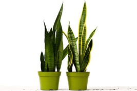 Snake Sansevieria Plant Variety Pack - 6" Pot by 2 Snake - $1,382.84 MXN