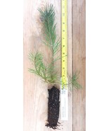 Scotch Pine Scotch Pine, Pinus sylvestris, Great for Windbreak, Christma... - $23.71+