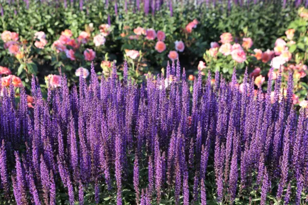 200 Munstead Lavender Blue English Lavandula Angustifolia Purple Flower Seeds Fr - £7.99 GBP