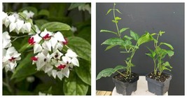 Rooted Starter Plant BLEEDING HEART Clerodendrum thomsonia~White &amp; Red Blooms - £32.38 GBP
