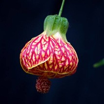 Chinese Lantern Seeds Organic Parlour Maple Flowering Maple Abutilon Pla... - $10.99