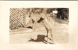 RPPC Adorable Pair Baby Deer Fawn Real Photo Postcard U5 - £3.87 GBP