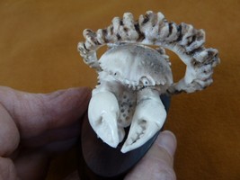 (crab-8) rock reef shore land Crab of shed ANTLER figurine Bali detailed... - $93.49