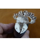 (crab-8) rock reef shore land Crab of shed ANTLER figurine Bali detailed... - £73.51 GBP