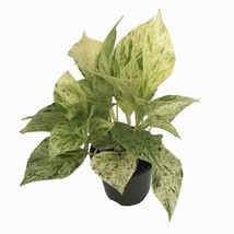 Marble Queen Devils Ivy Pothos Epipremnum 4 inch  Pot USA Fast Shipping - £29.35 GBP