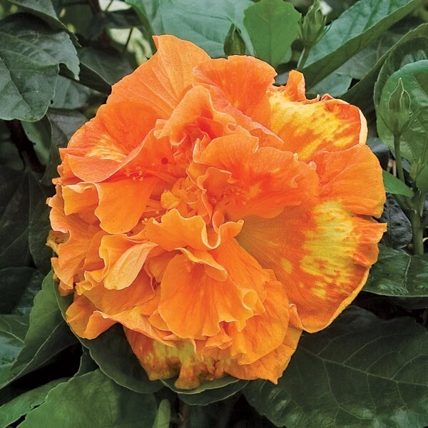 15+ Seeds Hibiscus Flameball  house plant  garden flowers - $11.39