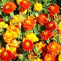 200 Seeds Of Sparky French Marigold Flower Mix - £7.47 GBP