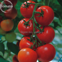 Solanum Lycopersicum L Tomato Shirley 100 Seeds Tasty Early Maturing Tomato E386 - £7.73 GBP