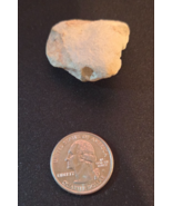Natural Hawaiian Coral Rock Fossil Stone Unique Collectible Souvenir Min... - $9.99