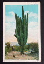 Giant Cactus Sahuaro Desert Cowboy on Horse Scenic View Arizona Postcard c1920s - £4.02 GBP
