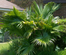 5 Pc Seeds Livistona Chinensis Plant, Chinese Fan Palm Seeds for Planting | RK - £20.14 GBP