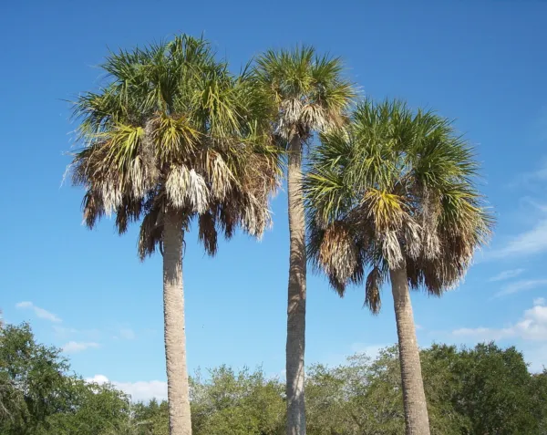 Sabal Palmetto Cold Hardy Cabbage Palmetto Seeds USA Seller - £14.04 GBP