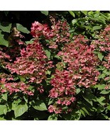 Hydrangea Paniculata Arctic Fox Starter Plant Approx 5-7 Inch Dormant Fr... - $468.67 MXN