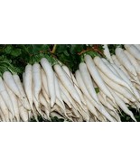 LWK 500 Minowase Summer Cross #3 Radish Easy Grow - $239.80 MXN