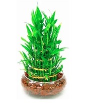 Lucky Bamboo Choose Potted Seed Variety Complete Dracaena Plant  - $13.34 CAD