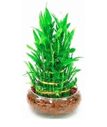 Lucky Bamboo Choose Potted Seed Variety Complete Dracaena Plant  - $185.31 MXN