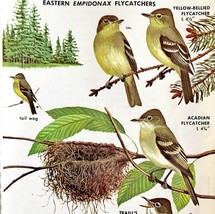 Eastern Empidonax Flycatchers Varieties 1966 Color Bird Art Print Nature... - $366.80 MXN