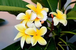 Hawaiian Yellow Plumeria Plant Cutting ~ Grow Hawaii - £20.72 GBP