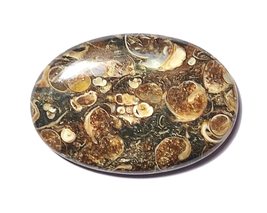 56.85 Carats TCW 100% Natural Beautiful Turritella Agate Oval Cabochon Good Qual - £17.22 GBP