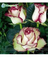 100PCS New Fire and Ice Rose Seeds - £5.42 GBP