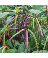 EASY TO GROW SEED - 15 Seeds Top Pick Pinkeye Purple Hull Pea - £3.17 GBP