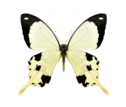 Real A1 Papilio Dardanus Butterfly, Unmounted, Wings Closed, Insect, Taxidermy - £6.32 GBP