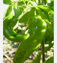 Easy To Grow Seed - 50 Seeds Hatch Lumbre Chili Pepper - £3.13 GBP