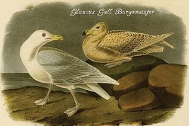 Glaucus Gull Burgomaster by John James Audubon - Art Print - £17.42 GBP+
