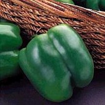 Jupiter Sweet Peppers Seeds Gardening Easy Grow USA SHIPPING - £4.42 GBP