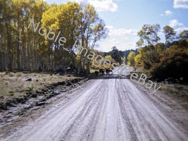 1970 Cowboy Autumn Birch Trees Cattle Calves Road Wyoming Kodachrome 35mm Slide - £4.27 GBP