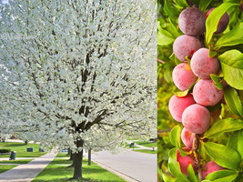 5 American Plum Prunus Americana Red Purple Fruit White Flower Shrub Tree Seeds  - $11.00