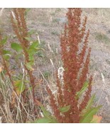 Curly Dock / Yellow Dock Seeds (Rumex crispus) USA Seller - €4,29 EUR+