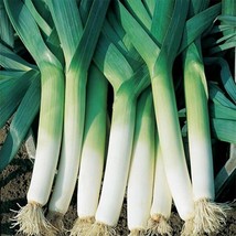 Leek Seeds 200 American Flag Vegetable Garden Heirloom Non Gmo  - £9.02 GBP