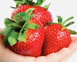 50 Seeds Giant Strawberry Fruit Seeds Nongmo Fresh Harvest Usa Fast Ship... - $8.99