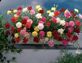 50 Carnation Chabaud Mix Flower Seeds - £6.33 GBP