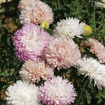 50 Aster Paeony Duchess Apricot Flower Seeds - £6.17 GBP