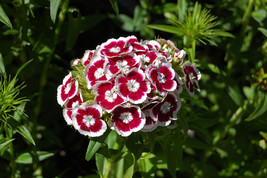 100 Dianthus Holborn Flower Seeds - $7.99