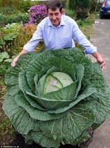 150 Seeds Russian Giant Cabbage Heirloom Seeds Quick Setup Garden Ready - $8.35