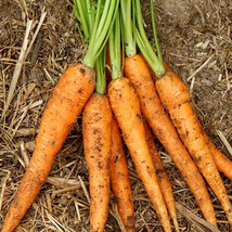 200 Carrot Little Finger Seeds - £6.27 GBP